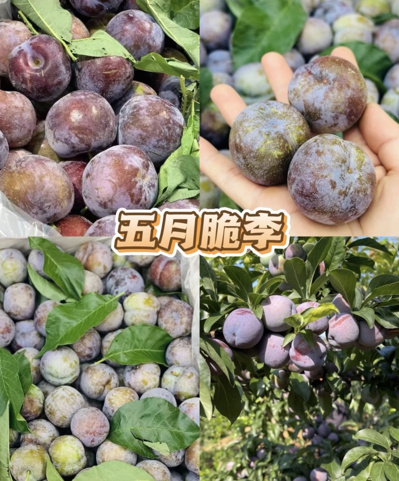 精品李子五月脆李子几十万斤脆甜可口品质保障先到先得