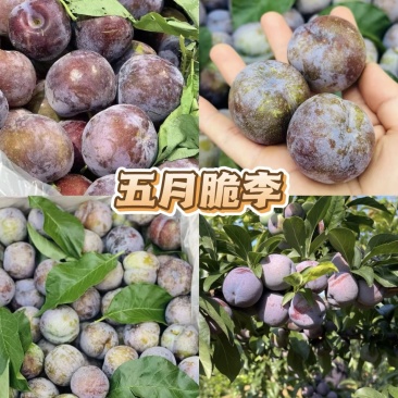 五月脆李子（凤凰李）鲜果现摘，果面紫润饱满一条龙服务对接