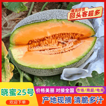 精品新疆哈蜜瓜晓蜜25号，金色年华，视频看货，一手货源