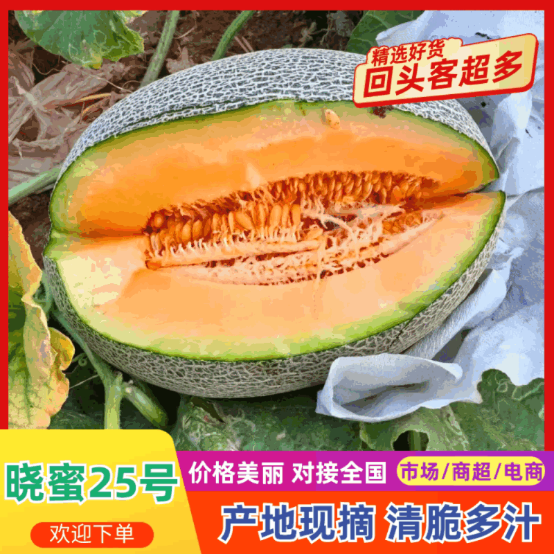 精品新疆哈蜜瓜晓蜜25号，金色年华，视频看货，一手货源
