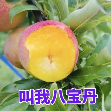 八宝丹李子精品李子产地直发量大从优可对接全国电商市场