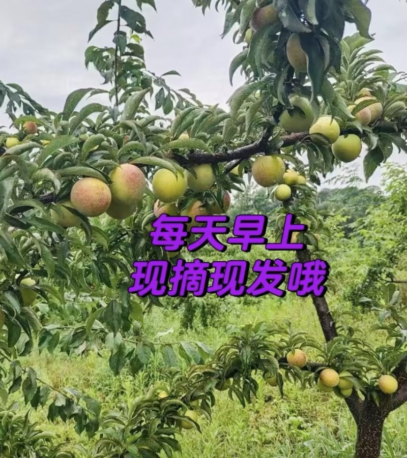 八宝丹李子精品李子产地直发量大从优可对接全国电商市场