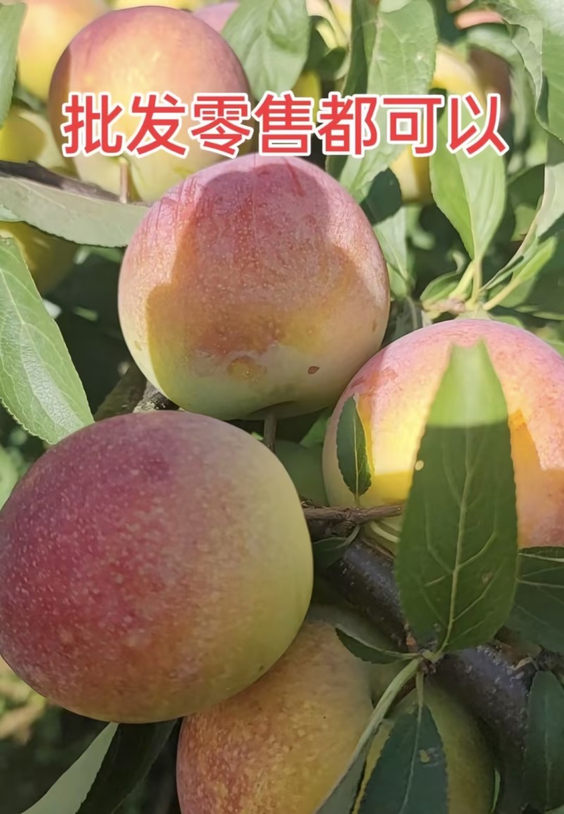 【热卖推荐】八宝丹李子表皮红晕自然鲜果大批量上市一条龙