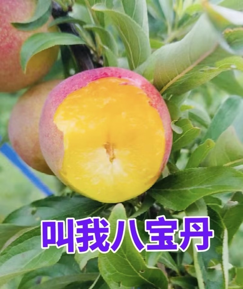 【实力推荐】八宝丹李子精品李子几十万斤品质保障可对接全国