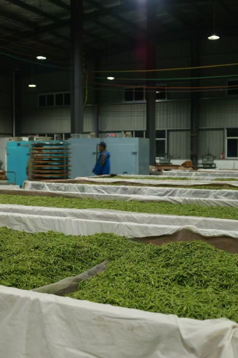 湖南衡阳衡阳县精品祁红毛峰茶叶祁门红茶清澈鲜亮滋味甘醇