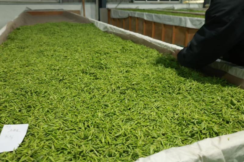 湖南衡阳衡阳县精品祁红毛峰茶叶祁门红茶清澈鲜亮滋味甘醇