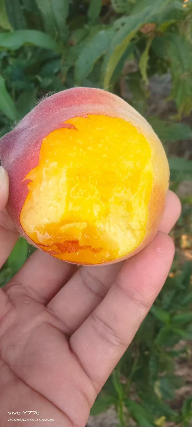 【春雪毛桃】河北精品春雪桃大量上市货源充足