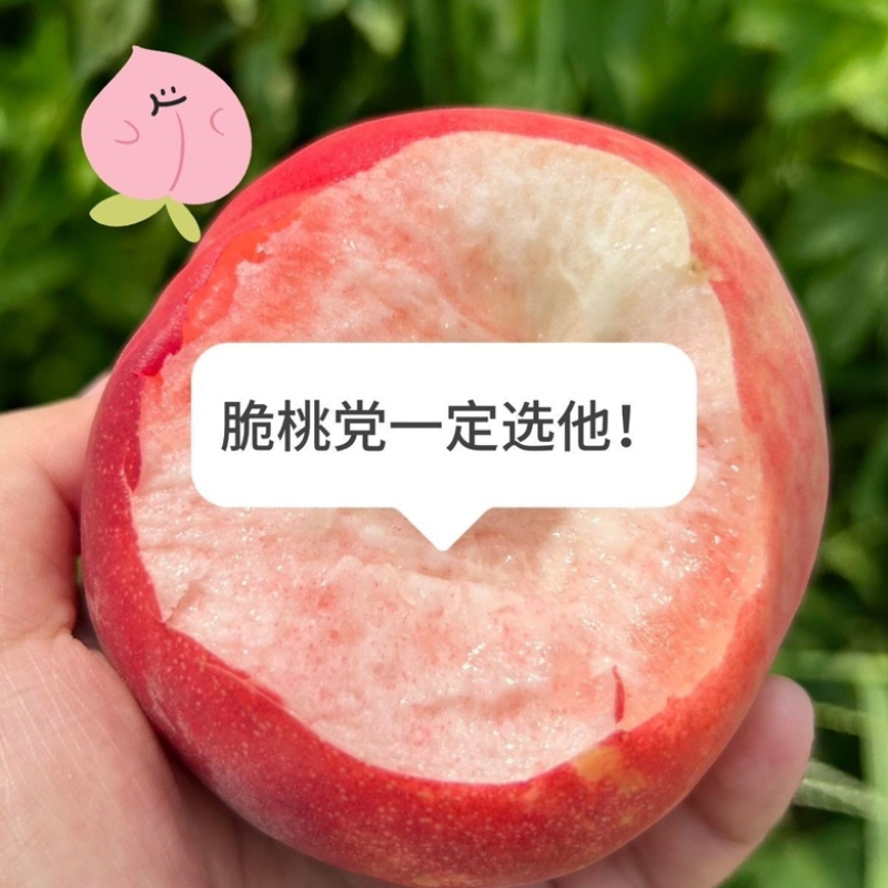 【春雪毛桃】河北精品春雪桃大量上市货源充足