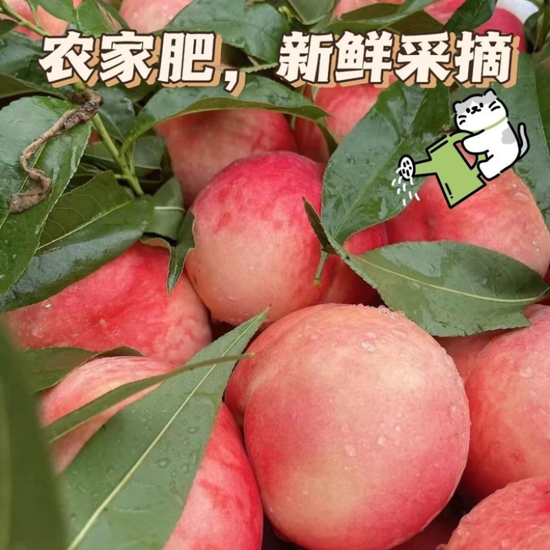 【春雪毛桃】河北精品春雪桃大量上市货源充足