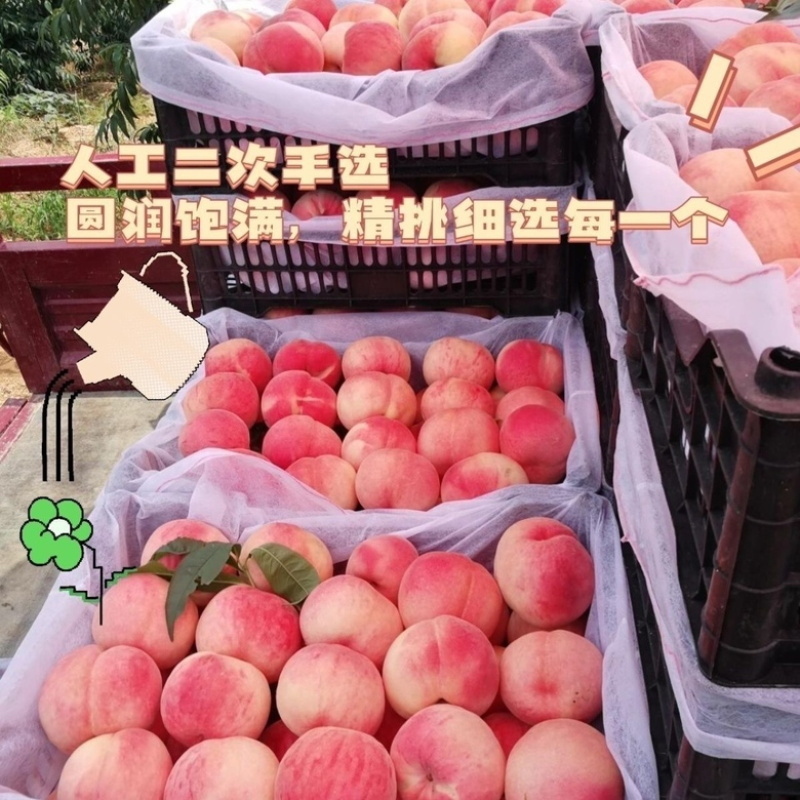 【春雪毛桃】河北精品春雪桃大量上市货源充足