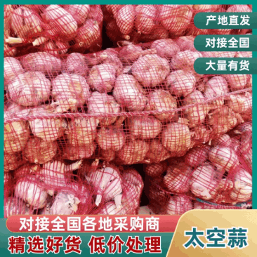 菏泽太空早熟蒜红皮颗颗饱满货量大全国发货耐运输储存承接电商