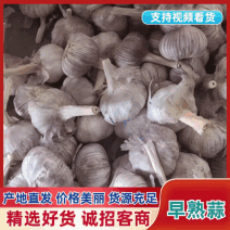 山东红皮蒜早熟蒜颗粒饱满干净提供网袋按需求分拣打包装车