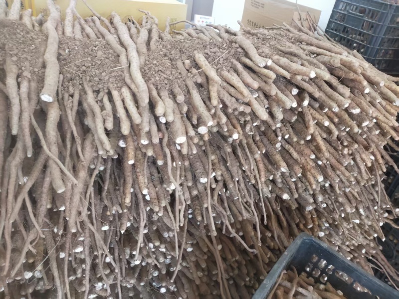 富硒山药铁棍山药基地直发一手货源自己种植量大从优