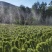 富硒山药铁棍山药基地直发一手货源自己种植量大从优