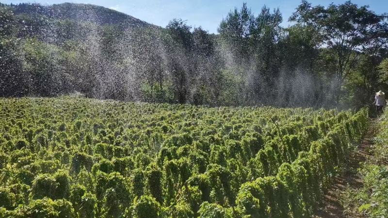 富硒山药铁棍山药基地直发一手货源自己种植量大从优