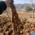 富硒山药铁棍山药基地直发一手货源自己种植量大从优