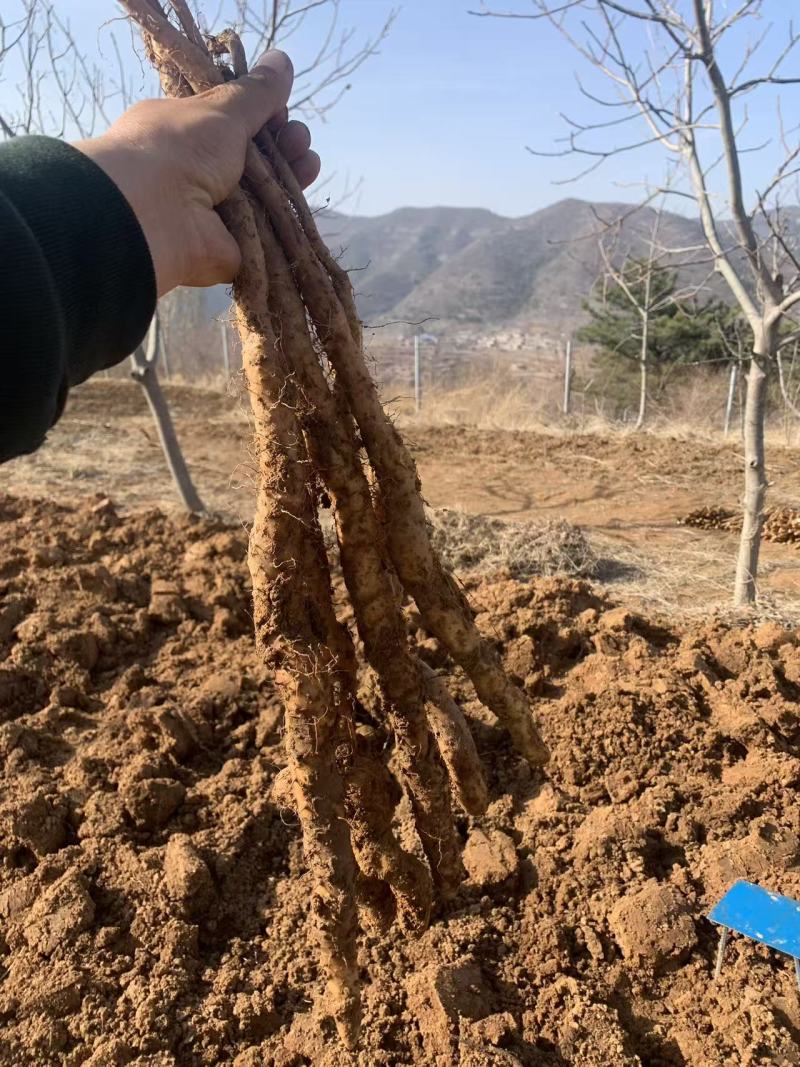 富硒山药铁棍山药基地直发一手货源自己种植量大从优