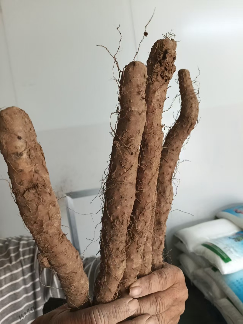 富硒山药铁棍山药基地直发一手货源自己种植量大从优