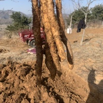 富硒山药铁棍山药基地直发一手货源自己种植量大从优