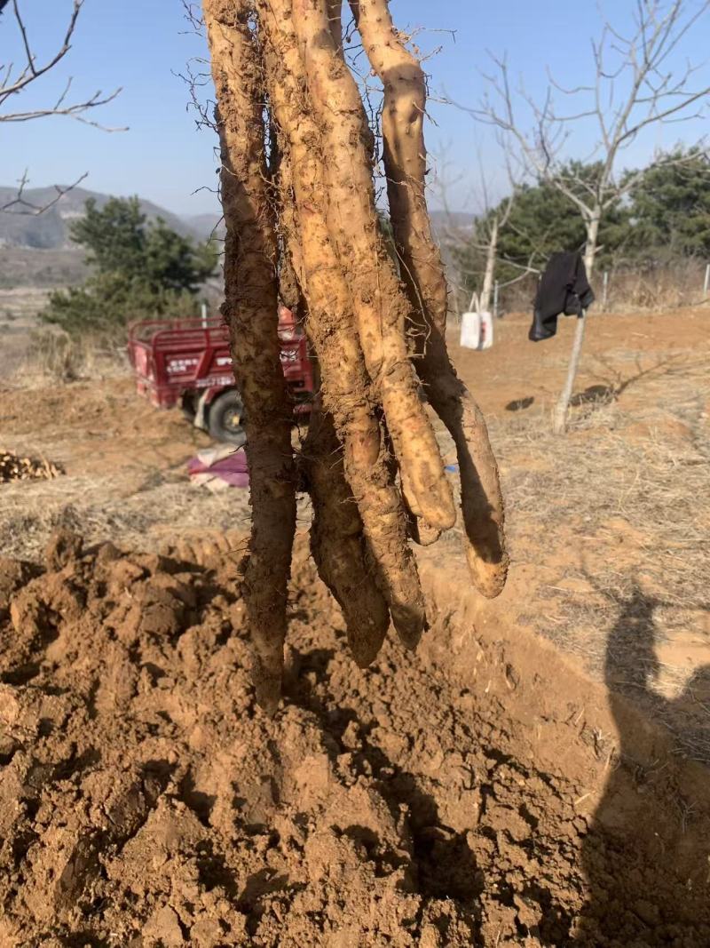 富硒山药铁棍山药基地直发一手货源自己种植量大从优