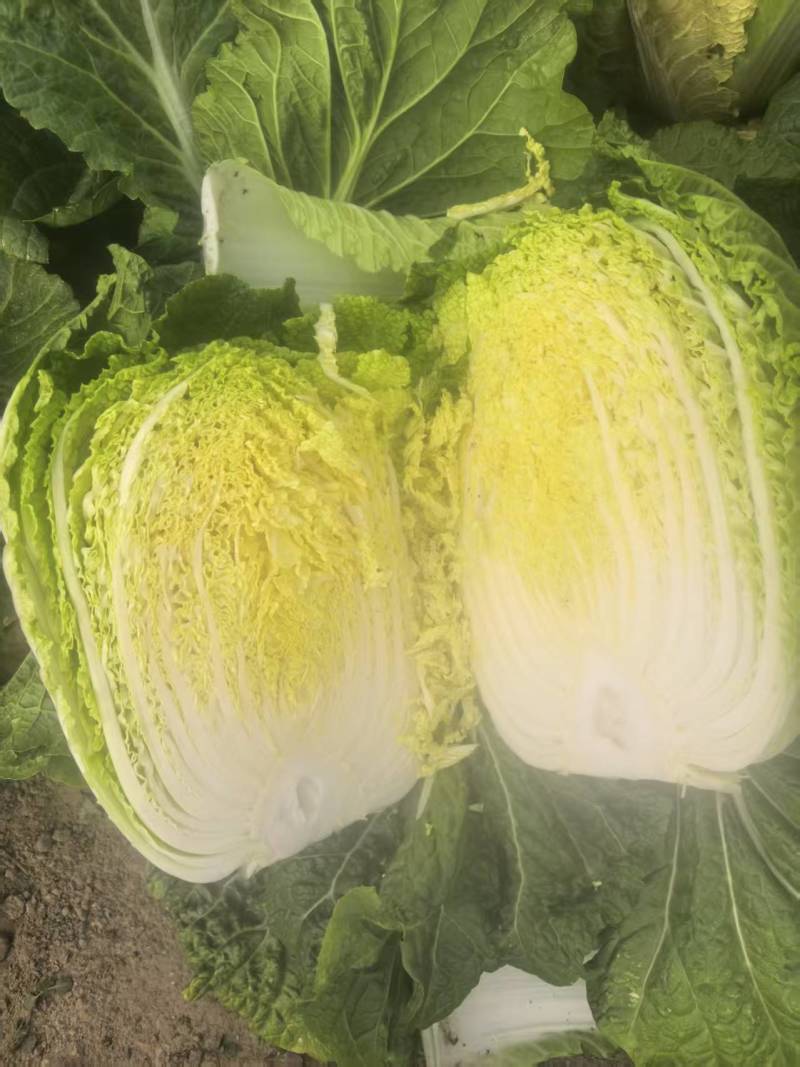 河北黄心白菜大量上市，产地直发，保质保量，可视频看货