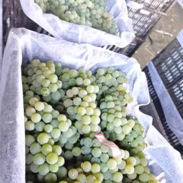 云南葡萄精品水晶葡萄产地一手货源保质保量可视频