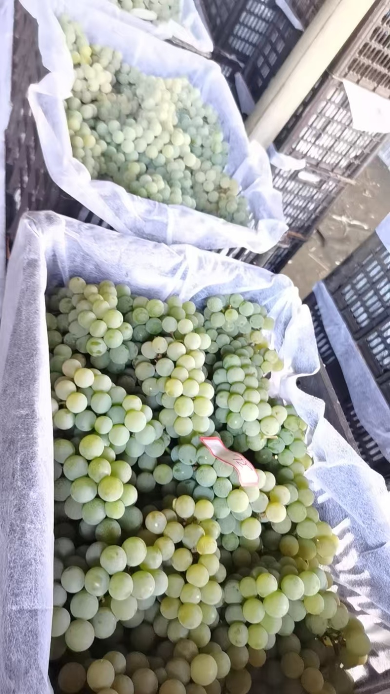 云南葡萄精品水晶葡萄产地一手货源保质保量可视频