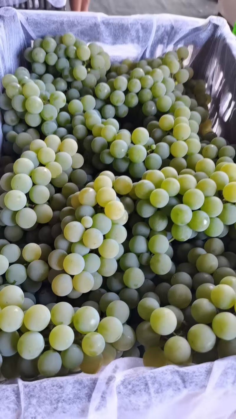 云南葡萄精品水晶葡萄产地一手货源保质保量可视频