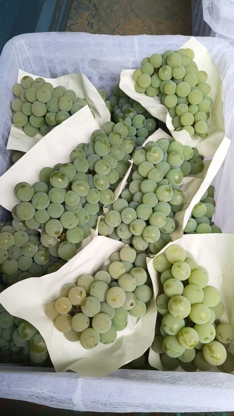 云南葡萄精品水晶葡萄产地一手货源保质保量可视频