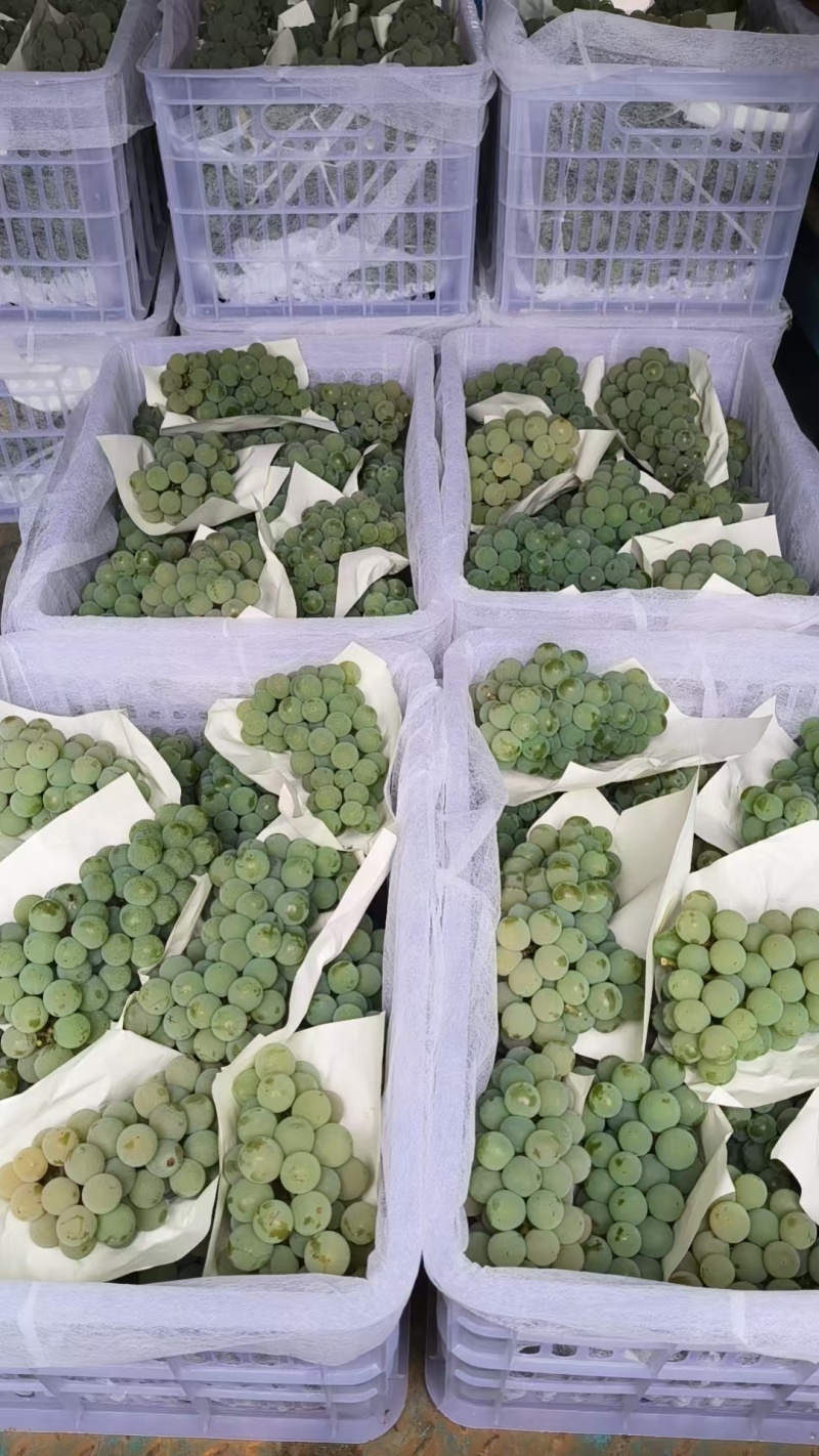 云南葡萄精品水晶葡萄产地一手货源保质保量可视频