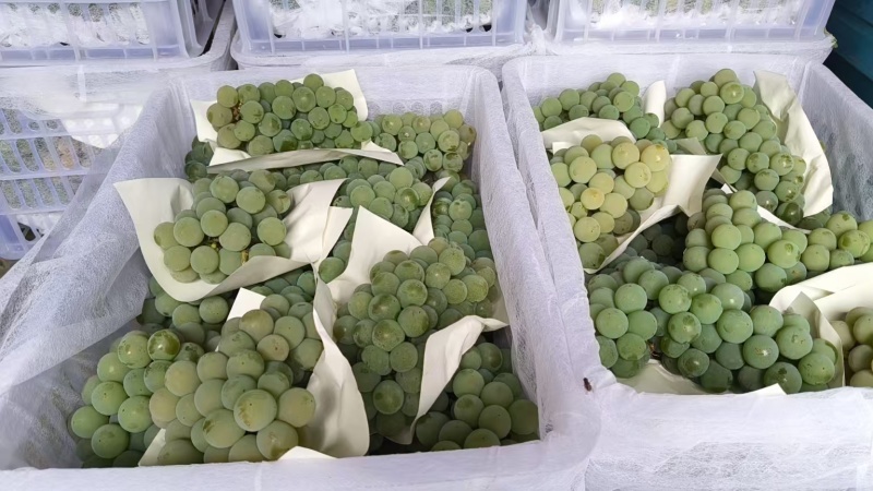 云南葡萄精品水晶葡萄产地一手货源保质保量可视频