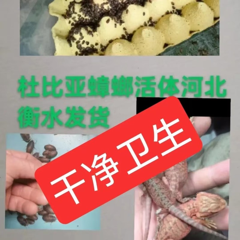 杜比亚蟑螂繁育基地，常年供应优质杜比亚蟑螂种虫各种规格齐