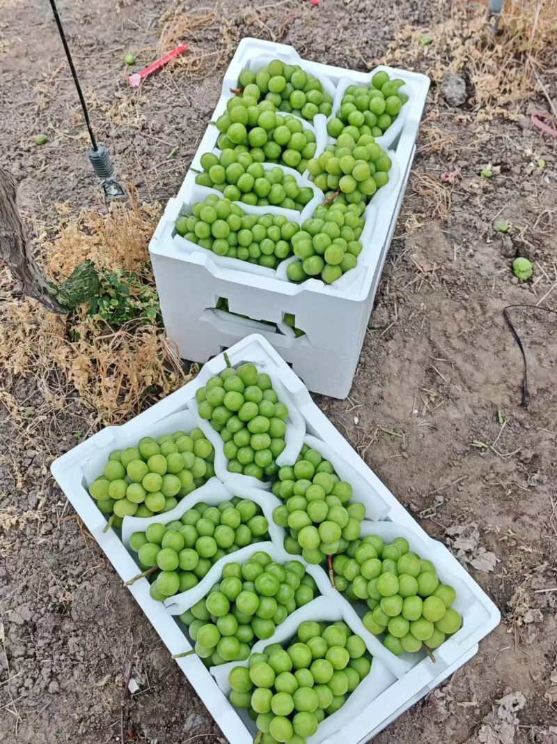 阳光玫瑰葡萄大量上市欢迎电商一件代发产地直发欢迎咨询