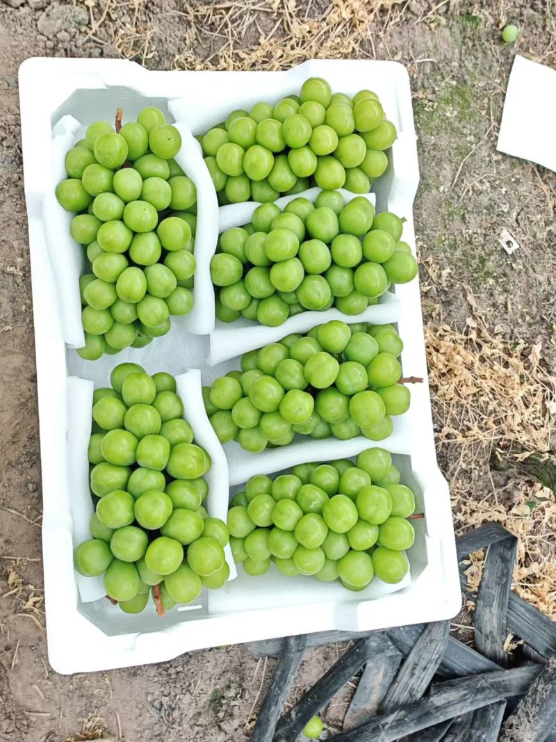 阳光玫瑰葡萄大量上市欢迎电商一件代发产地直发欢迎咨询