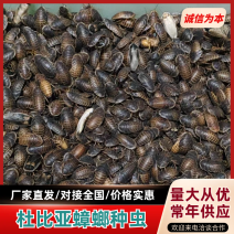 杜比亚蟑螂繁育基地，常年供应优质杜比亚蟑螂种虫各种规格齐