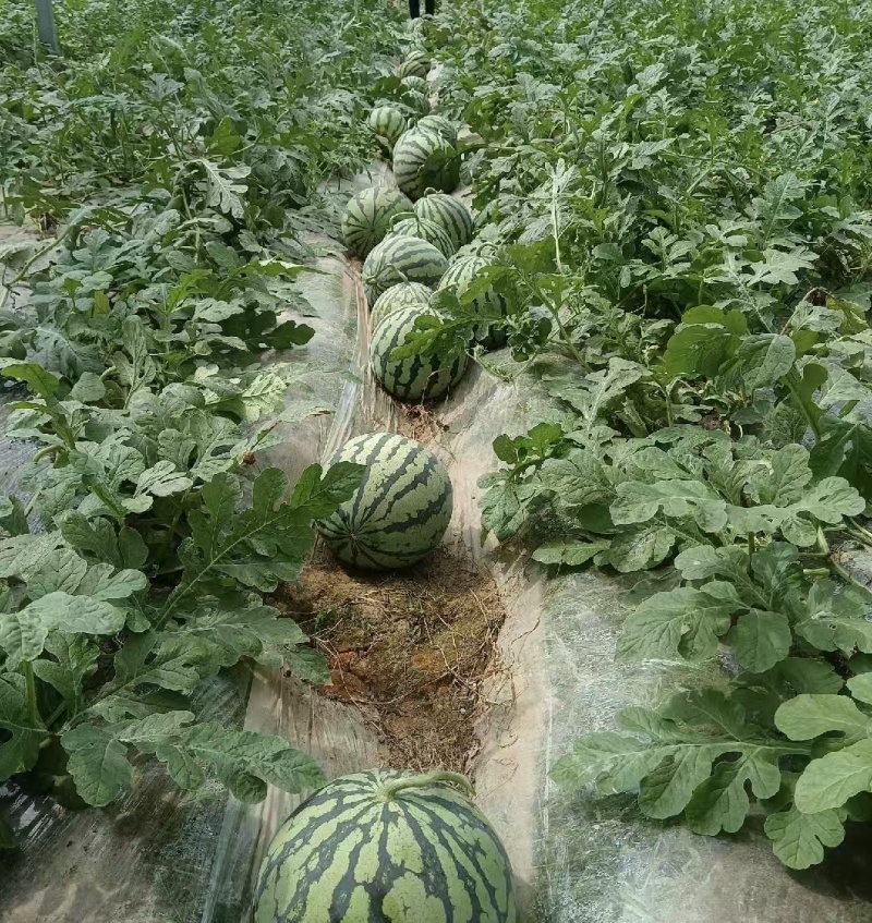 安生818西瓜产地直供货源充足皮薄肉好水分多，甜度高。