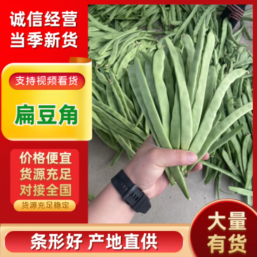绿扁豆山西扁豆扁芸豆扁豆角地头现摘现发对接各大商超