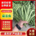 绿扁豆山西扁豆扁芸豆扁豆角地头现摘现发对接各大商超