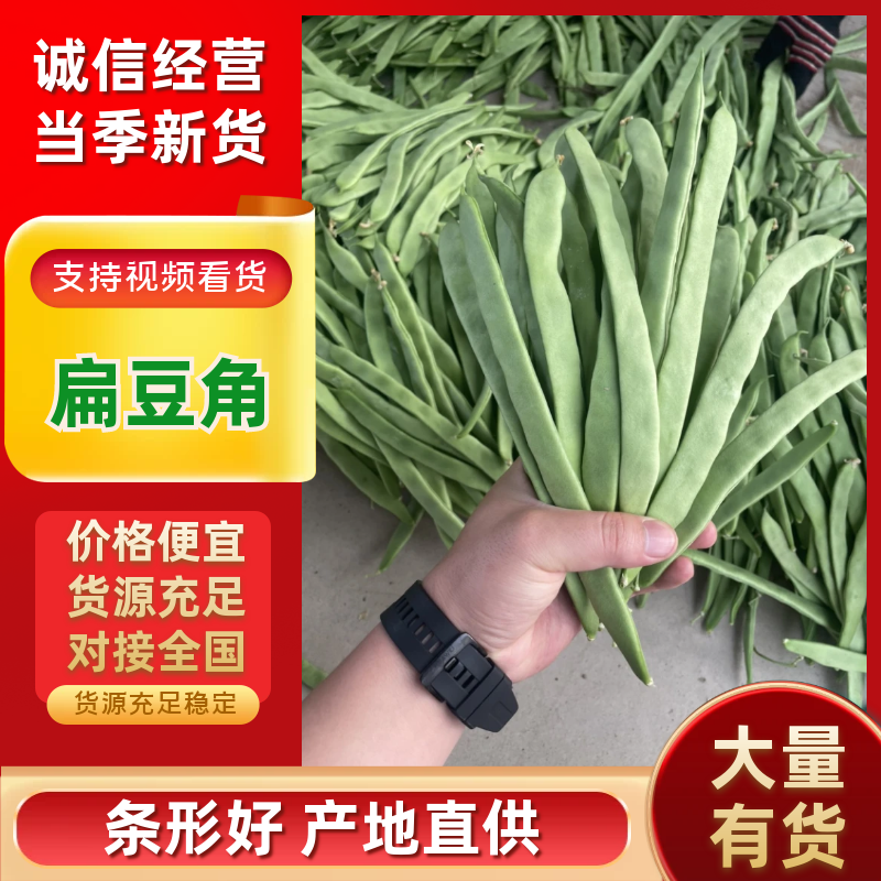 绿扁豆山西扁豆扁芸豆扁豆角地头现摘现发对接各大商超