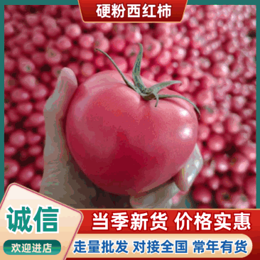 【精品】河南西红柿硬粉西红柿基地直供大量特惠供应