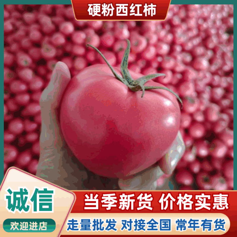 【精品】河南西红柿硬粉西红柿基地直供大量特惠供应