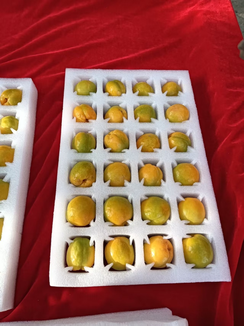 【精品】甘肃杏李广杏基地直供大量特惠供应一件代发