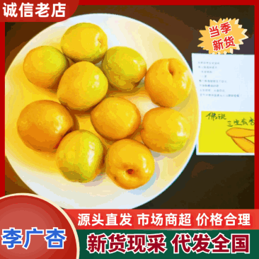 【精品】甘肃杏李广杏基地直供大量特惠供应一件代发