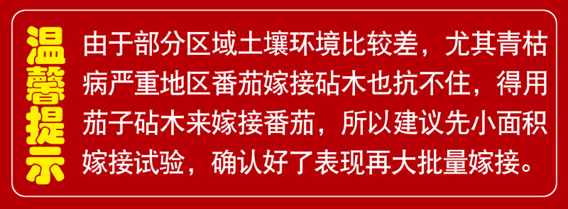 砧木种子番茄嫁接专用钻木种籽丽砧一号抗死棵丽砧二号抗青枯