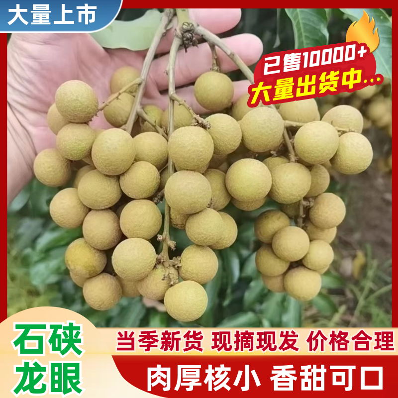 应季水果龙眼2026大量上市广东石硖龙眼可发全国
