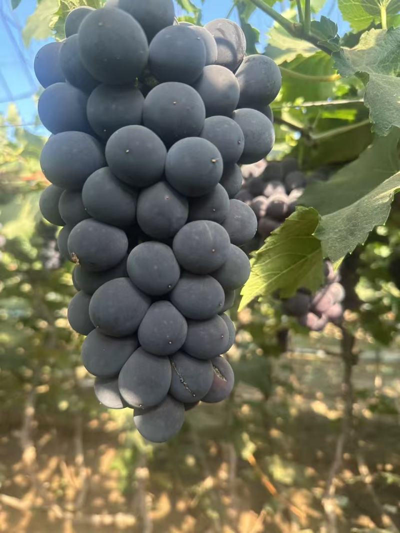 精品巨峰葡萄大量上市产地现摘现发品质保证欢迎来电洽谈