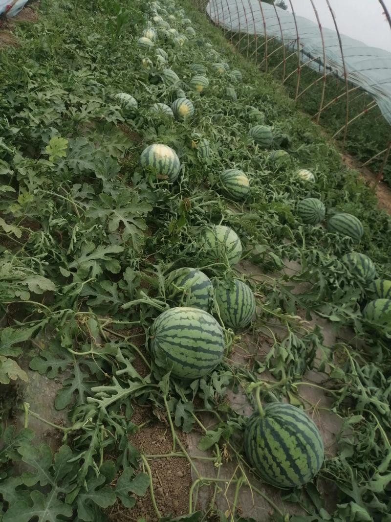 山西忻州精品麒麟无籽大量上市万亩基地一手货源欢迎老板来电