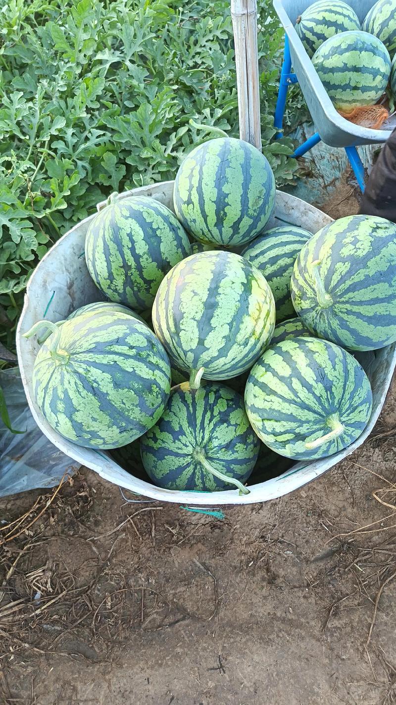 山西忻州精品麒麟无籽大量上市万亩基地一手货源欢迎老板来电