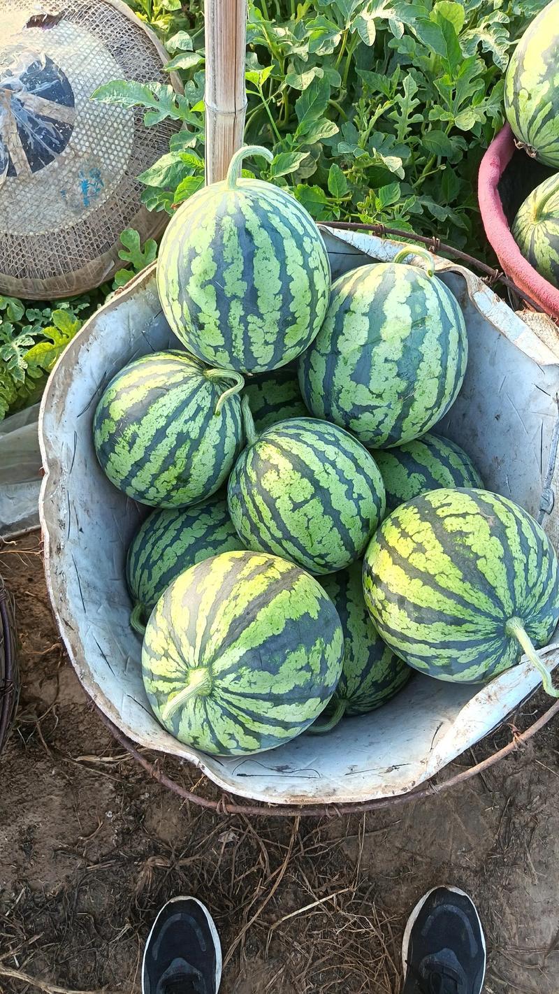 山西忻州精品麒麟无籽大量上市万亩基地一手货源欢迎老板来电