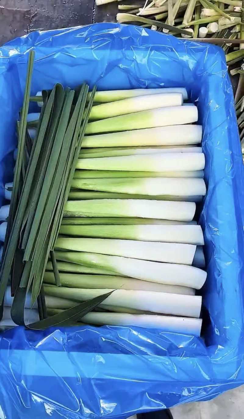 上海美人茭白双季茭白都有现场看货挑货满意为止净菜毛菜都有
